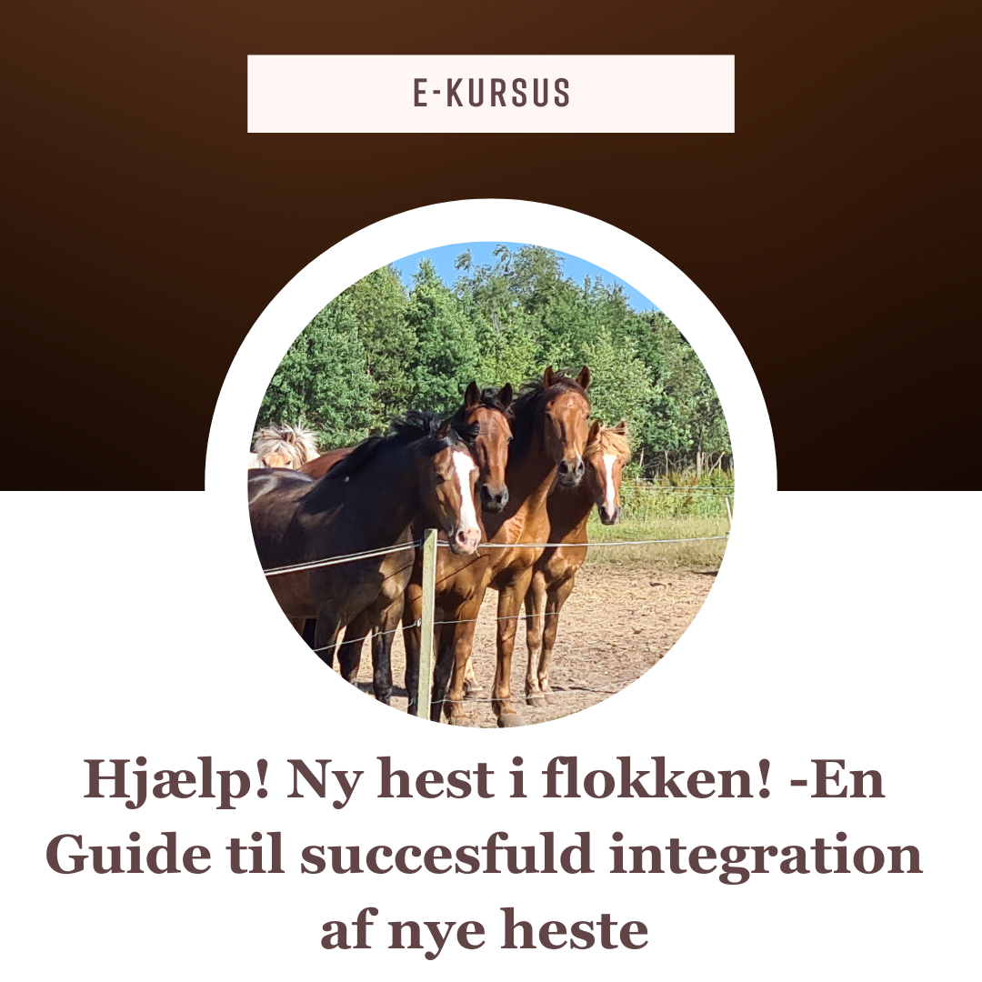 Hjælp! Ny hest i flokken! -En Guide til succesfuld integration af nye heste