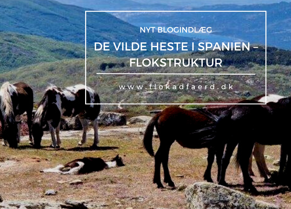 De vilde heste i Spanien – Flokstruktur